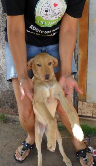Cachorro ra a SRD idade  nome MELISSA