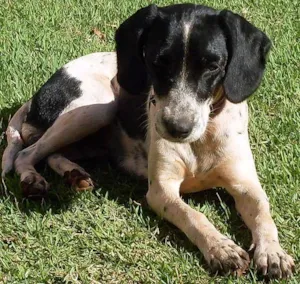 Cachorro raça SRD idade  nome Encontrada