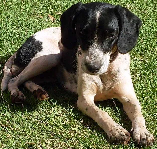 Cachorro ra a SRD idade nome Encontrada