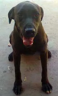Cachorro ra a Labrador idade 2 a 6 meses nome FIONA