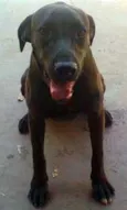 FIONA