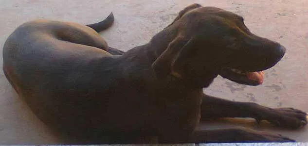 Cachorro ra a Labrador idade 2 a 6 meses nome FIONA