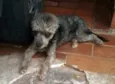 QUICA