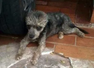 Cachorro raça Poodle idade  nome QUICA