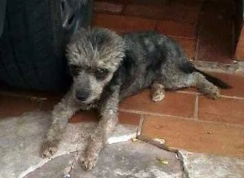 Cachorro ra a Poodle idade  nome QUICA