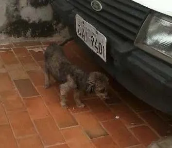 Cachorro ra a Poodle idade  nome QUICA