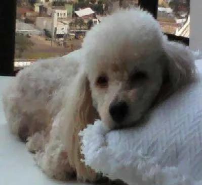 Cachorro ra a Poodle idade  nome BOB