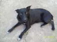 Janaina