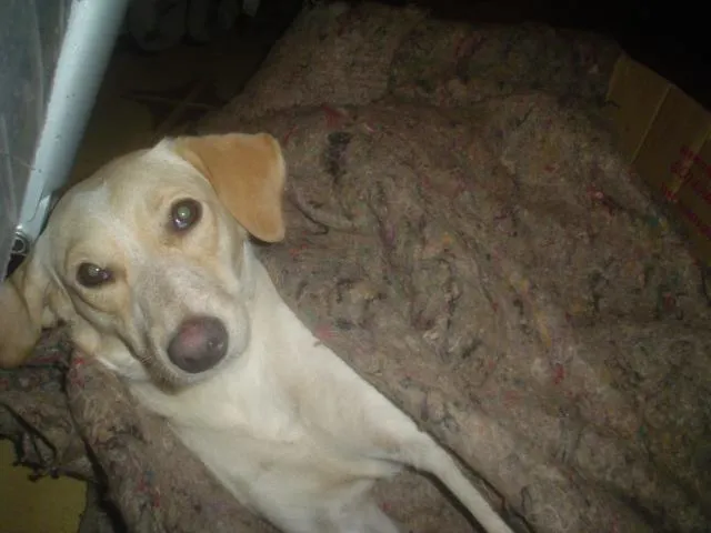 Cachorro ra a Vira-lata idade 2 anos nome Mel