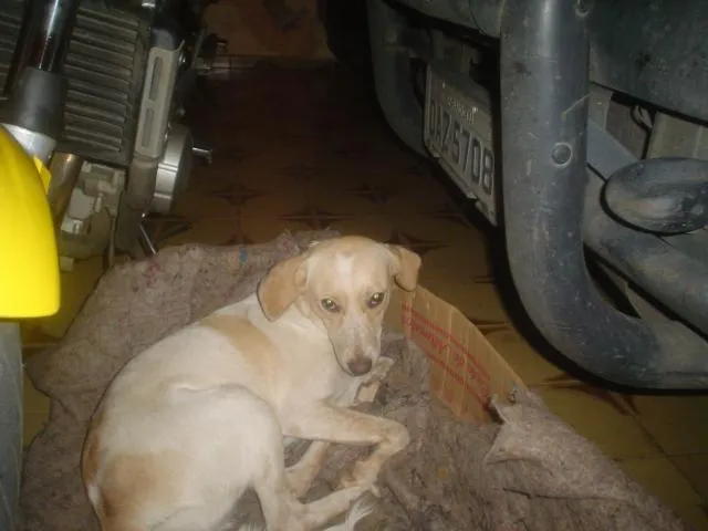 Cachorro ra a Vira-lata idade 2 anos nome Mel