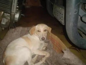 Cachorro raça Vira-lata idade 2 anos nome Mel