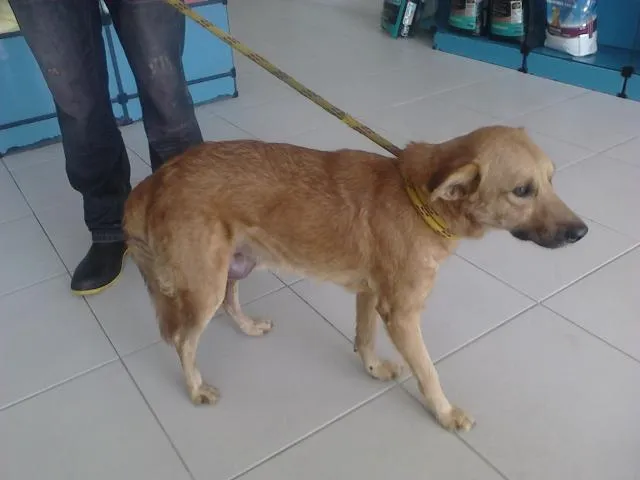 Cachorro raça vira-lata idade 1 ano nome Rei