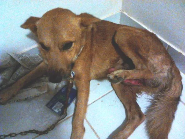 Cachorro raça vira-lata idade 1 ano nome Rei