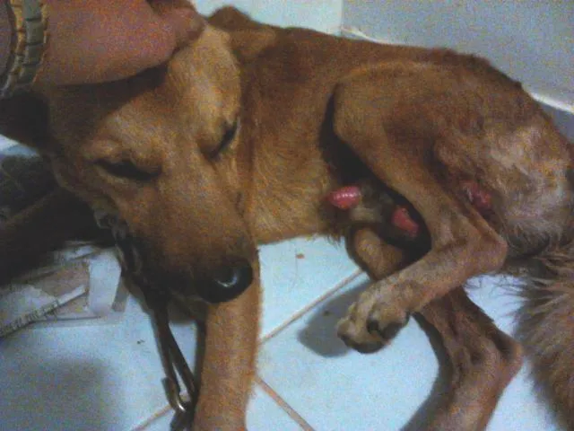 Cachorro raça vira-lata idade 1 ano nome Rei