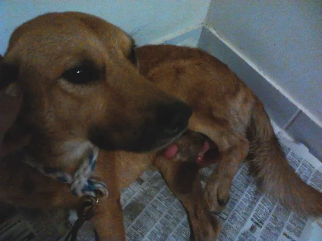 Cachorro raça vira-lata idade 1 ano nome Rei