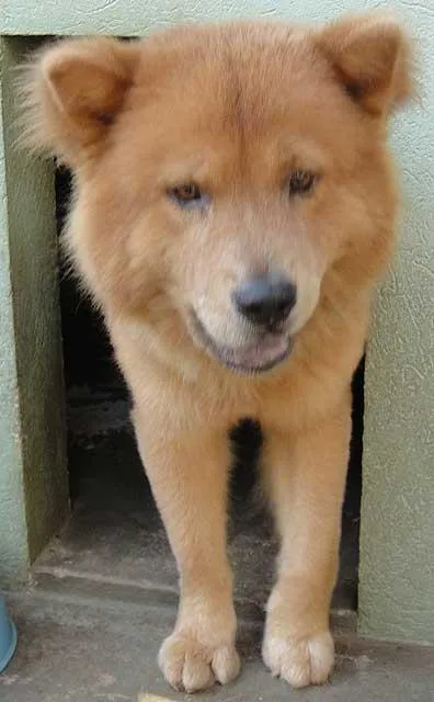 Cachorro ra a Chow Chow idade 3 anos nome BUDDY