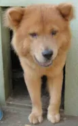 BUDDY