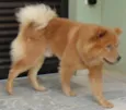 BUDDY