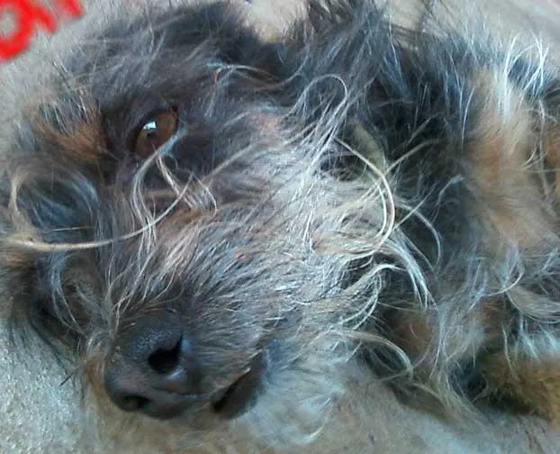 Cachorro ra a Pinscher idade 4 anos nome KIARA