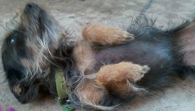 Cachorro ra a Pinscher idade 4 anos nome KIARA