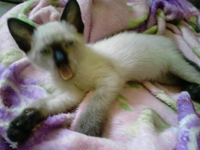 Gato ra a Siamês idade Abaixo de 2 meses nome Mila