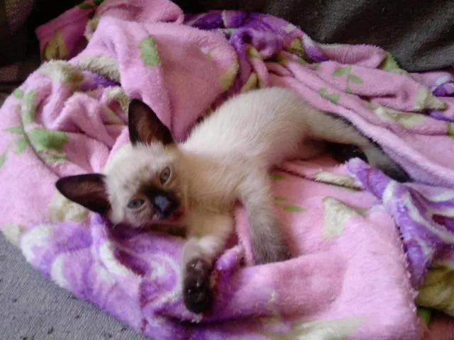 Gato ra a Siamês idade Abaixo de 2 meses nome Mila