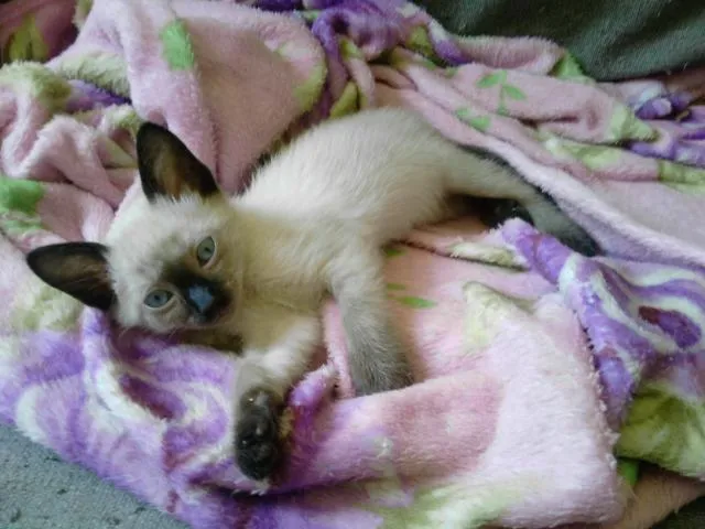 Gato ra a Siamês idade Abaixo de 2 meses nome Mila