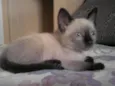 Mila