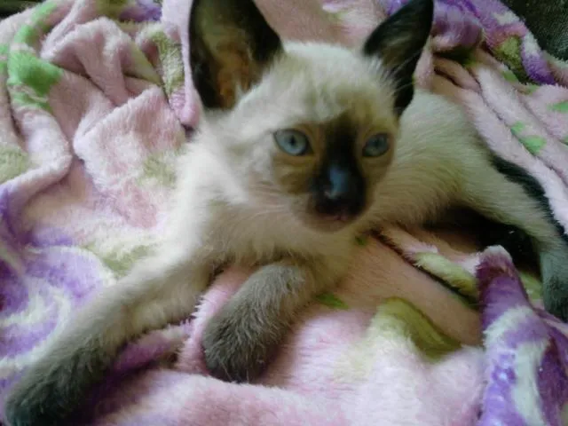 Gato ra a Siamês idade Abaixo de 2 meses nome Mila