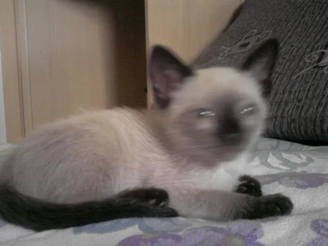 Gato ra a Siamês idade Abaixo de 2 meses nome Mila