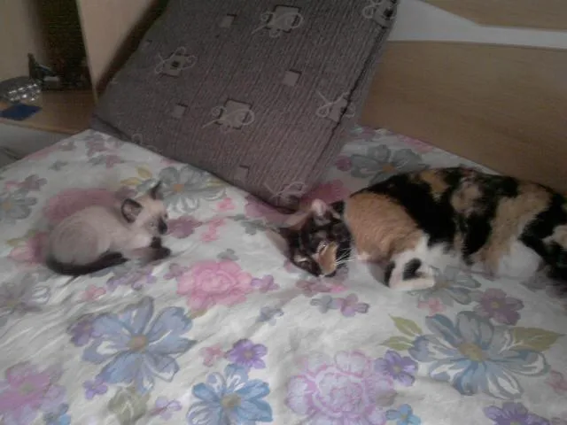 Gato ra a Siamês idade Abaixo de 2 meses nome Mila
