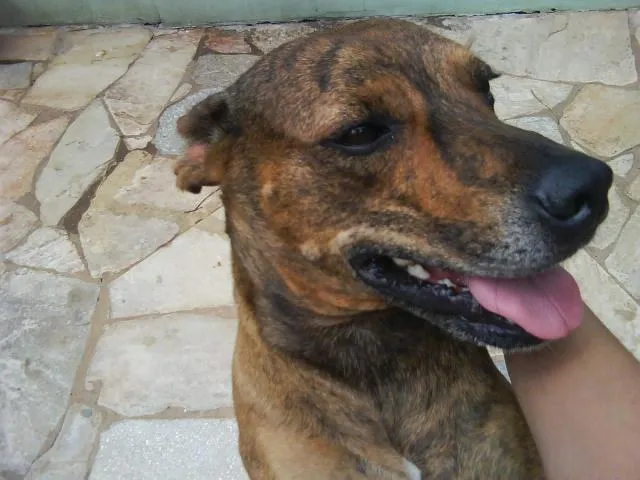 Cachorro ra a SRD idade 7 a 11 meses nome Malhado