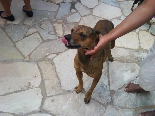 Cachorro ra a SRD idade 7 a 11 meses nome Malhado