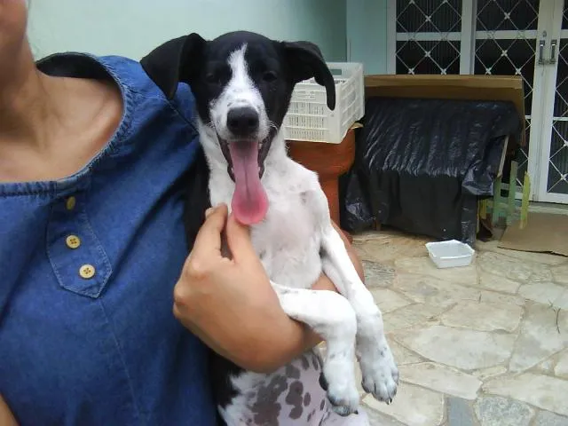 Cachorro ra a SRD idade 2 a 6 meses nome Bela