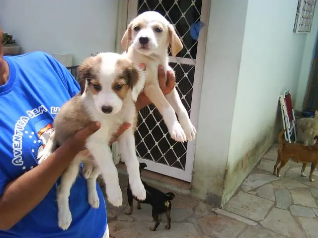 Cachorro ra a SRD idade Abaixo de 2 meses nome Vários filhotes