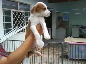 Cachorro raça SRD idade Abaixo de 2 meses nome Vários filhotes