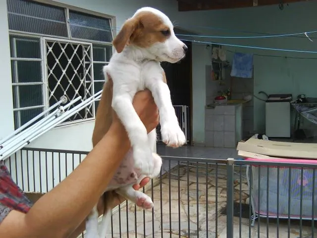 Cachorro ra a SRD idade Abaixo de 2 meses nome Vários filhotes