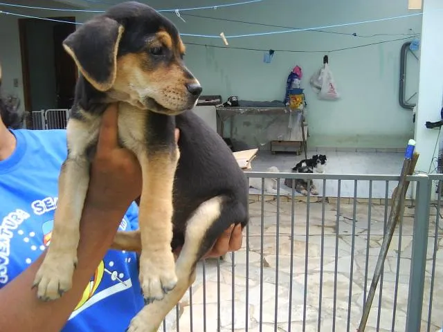 Cachorro ra a SRD idade Abaixo de 2 meses nome Vários filhotes