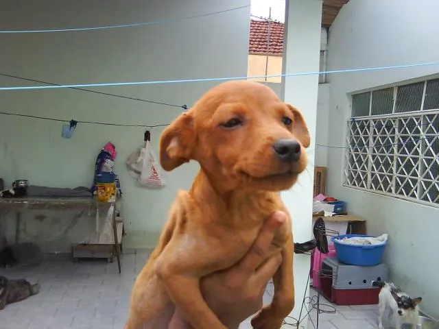 Cachorro ra a SRD idade 2 a 6 meses nome vários filhotes