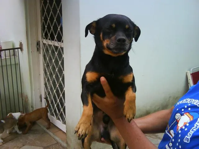 Cachorro ra a SRD idade 2 a 6 meses nome dois irmãos