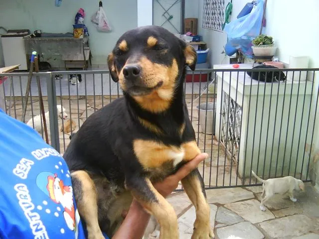 Cachorro ra a SRD idade 2 a 6 meses nome dois irmãos
