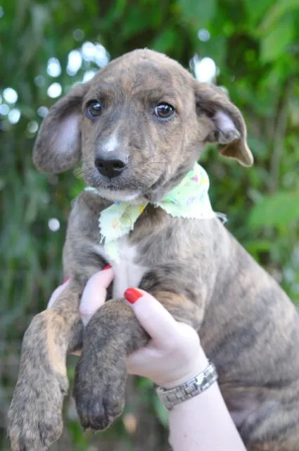 Cachorro ra a SRD idade 2 a 6 meses nome Filhote