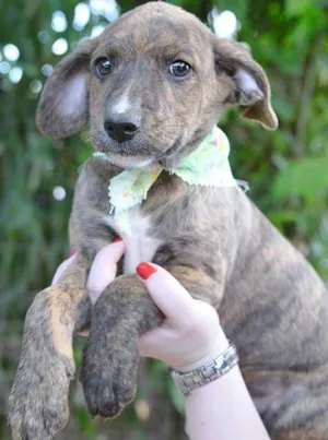 Cachorro raça SRD idade 2 a 6 meses nome Filhote