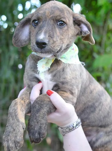Cachorro ra a SRD idade 2 a 6 meses nome Filhote