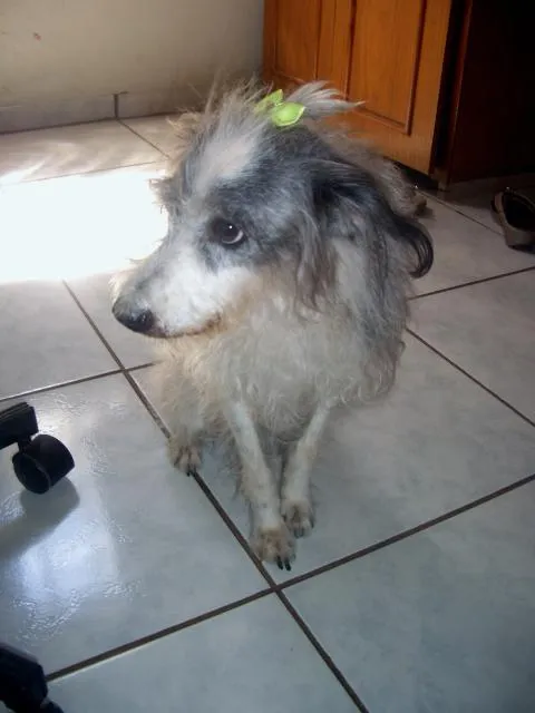 Cachorro ra a indefinida idade 6 ou mais anos nome biba