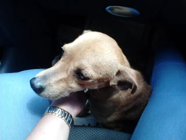 Cachorro raça VIRA-LATA idade 2 a 6 meses nome SERELEPE