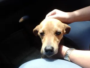 Cachorro raça VIRA-LATA idade 2 a 6 meses nome SERELEPE