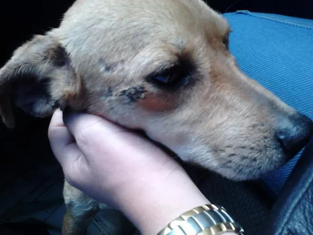 Cachorro raça VIRA-LATA idade 2 a 6 meses nome SERELEPE