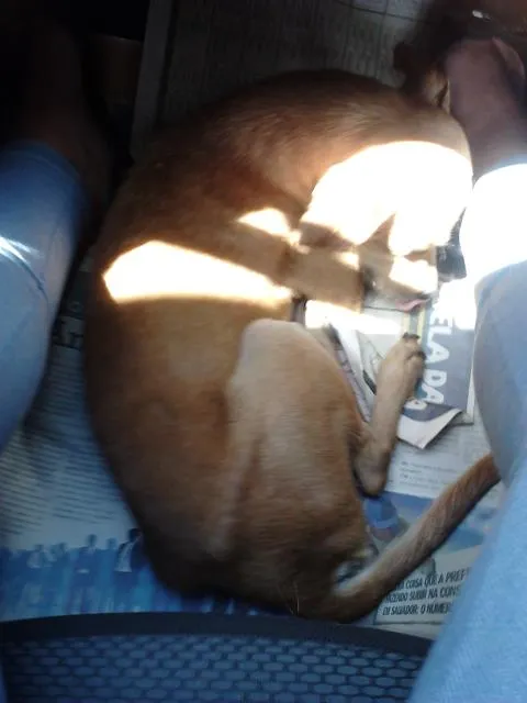 Cachorro raça VIRA-LATA idade 2 a 6 meses nome SERELEPE