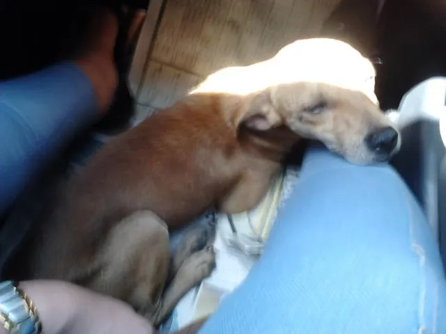 Cachorro raça VIRA-LATA idade 2 a 6 meses nome SERELEPE